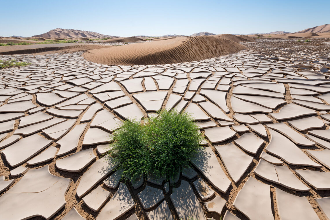 Oman Fotoexpedition. Wadi Shuwaymiya, Ein weites Tal mit Akazien und steilen Felswänden aus beigem Gestein