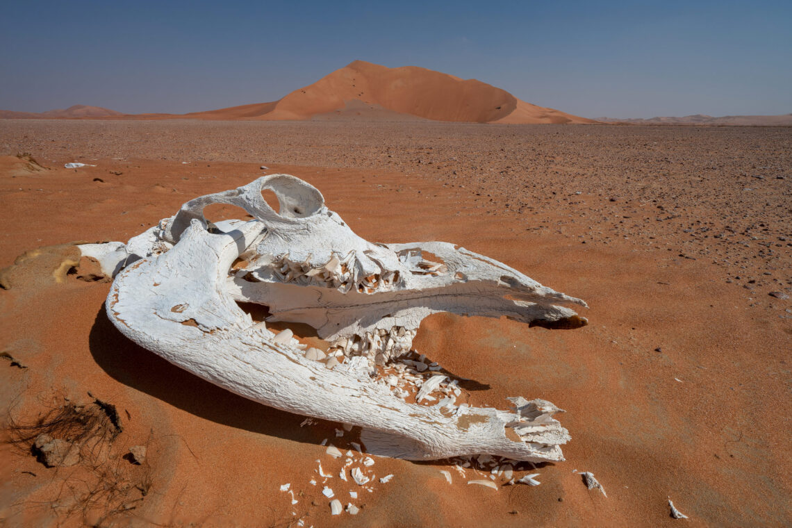Oman Fotoreise. Dünengebiet aus weissem Sand direkt am Meer