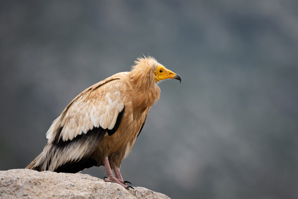 Fotografie Reise Socotra, Beherbergt sie eine Vielzahl von endemischen Tieren und Pflanzen