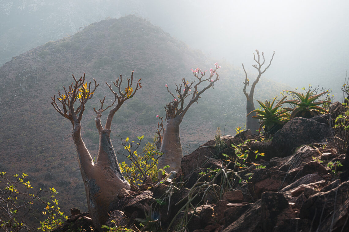 Fotografie Reise Socotra, malerisches Tal mit Palmen- und Flaschenbaumvegetation