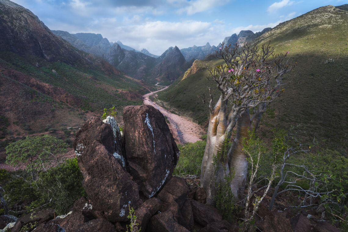 Fotografie Reise Socotra, malerisches Tal mit Palmen- und Flaschenbaumvegetation