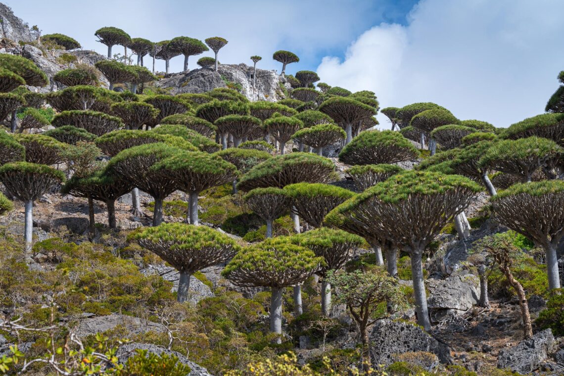 Fotografie Reise Socotra, Wald der Drachenblutbäume, Mit seinen perfekt geformten, schirmartigen Kronen
