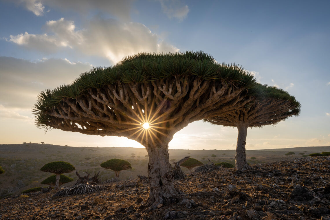 Socotra Fotoreise Drachenblutbaums mit seinen perfekt geformten, schirmartigen Kronen