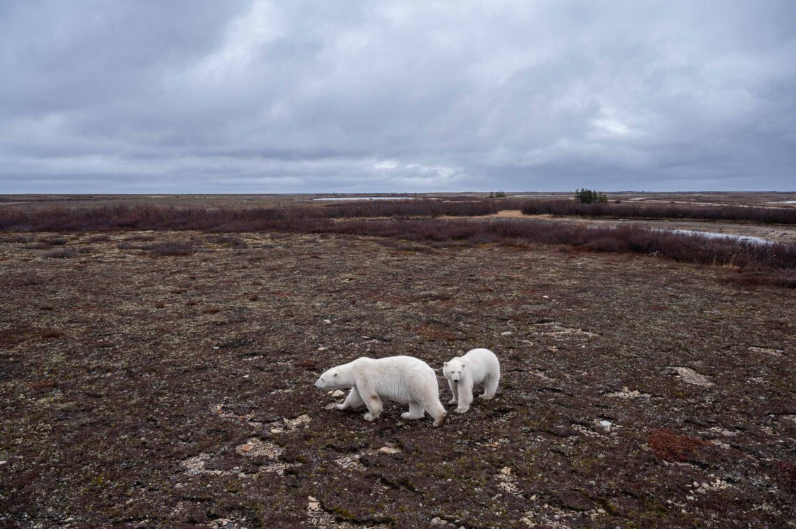 Kanada Fotoreise wird der Ort Churchill zum Mekka der Eisbären Fotografen - Rolf Gemperle Naturfotografie