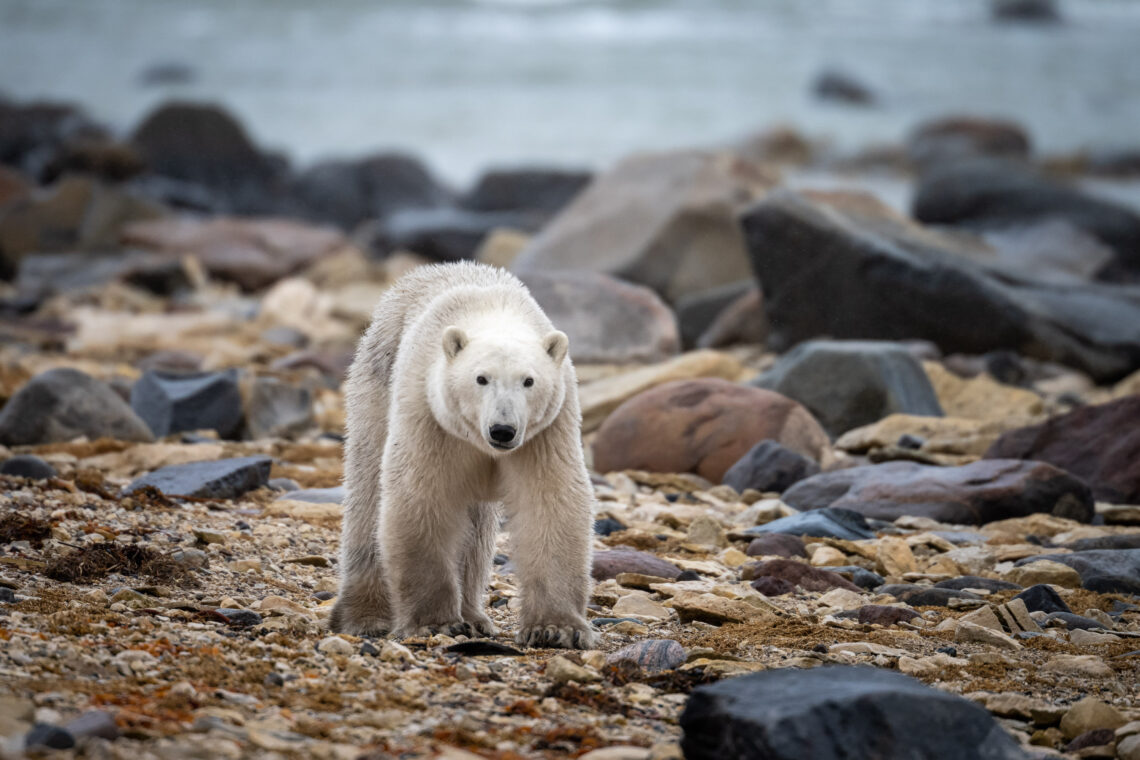 Kanada Fotoreise wird der Ort Churchill zum Mekka der Eisbären Fotografen - Rolf Gemperle Naturfotografie