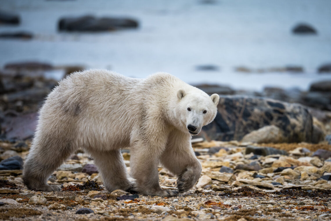 Kanada Fotoreise wird der Ort Churchill zum Mekka der Eisbären Fotografen - Rolf Gemperle Naturfotografie