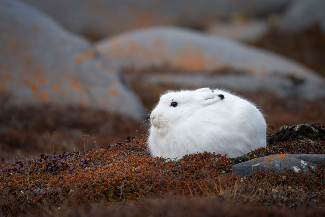 Kanada Fotografie Reise. Geht es mit unseren Fahrzeugen auf die Suche nach Bären oder anderen Tundrabewohnern - Rolf Gemperle Naturfotografie