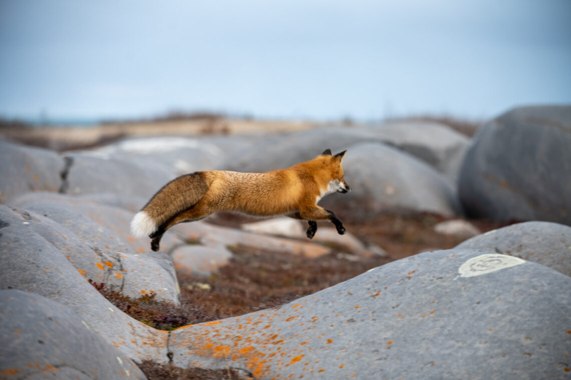 Kanada Fotografie Reise. Geht es mit unseren Fahrzeugen auf die Suche nach Bären oder anderen Tundrabewohnern - Rolf Gemperle Naturfotografie