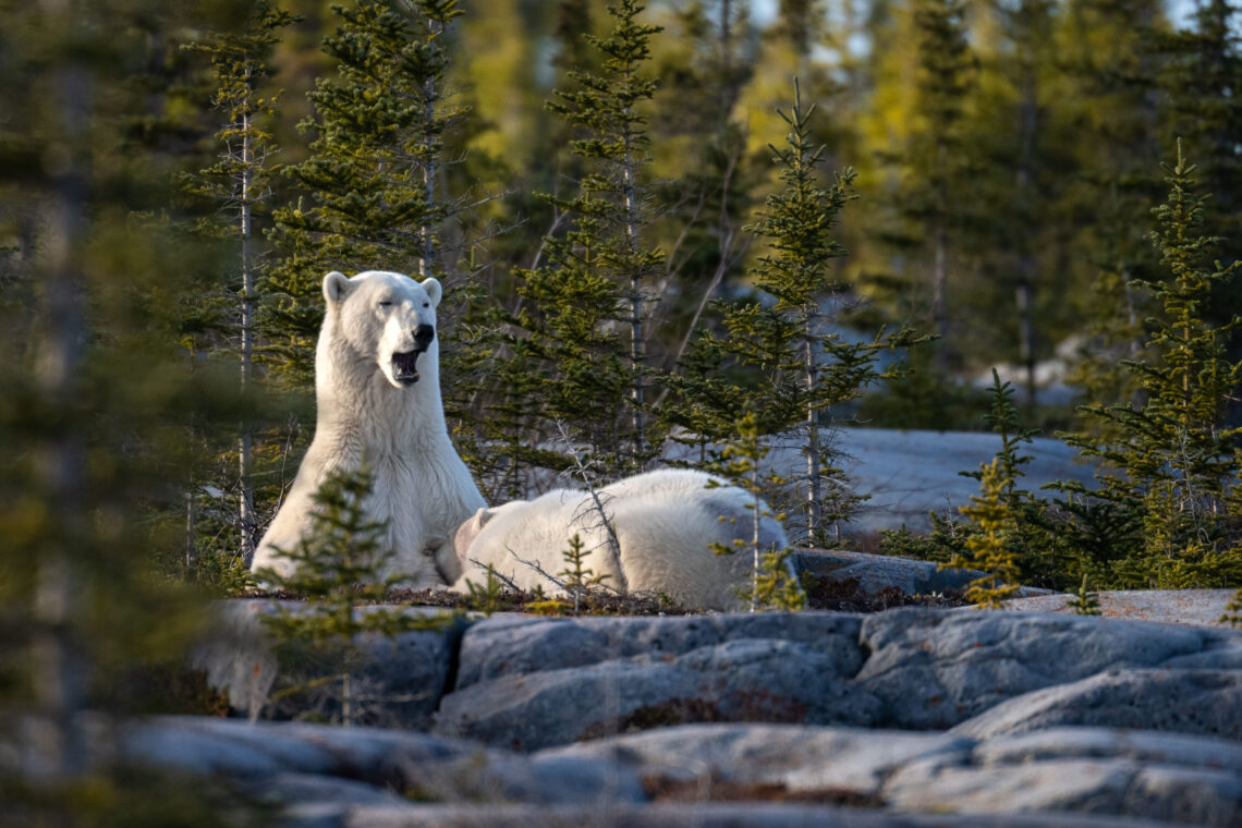 Kanada Fotoreise wird der Ort Churchill zum Mekka der Eisbären Fotografen - Rolf Gemperle Naturfotografie