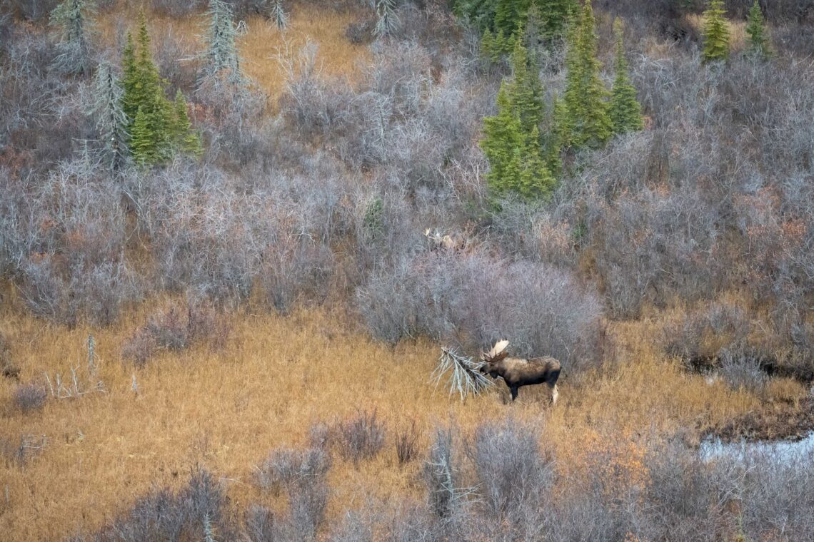 Kanada Fotografie Reise. Geht es mit unseren Fahrzeugen auf die Suche nach Bären oder anderen Tundrabewohnern - Rolf Gemperle Naturfotografie