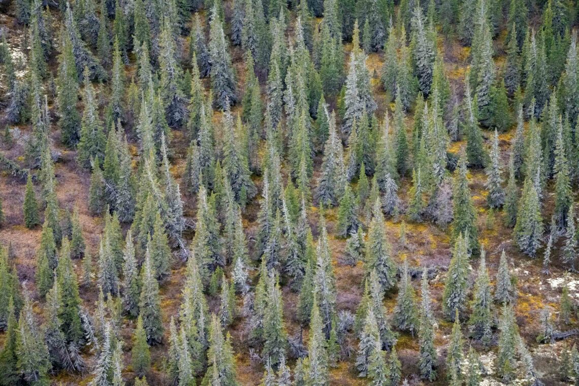 Kanada Fotografie Reise. Geht es mit unseren Fahrzeugen auf die Suche nach Bären oder anderen Tundrabewohnern - Rolf Gemperle Naturfotografie