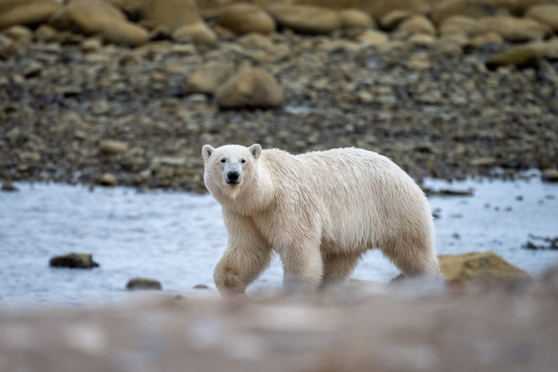 Kanada Fotoreise wird der Ort Churchill zum Mekka der Eisbären Fotografen - Rolf Gemperle Naturfotografie