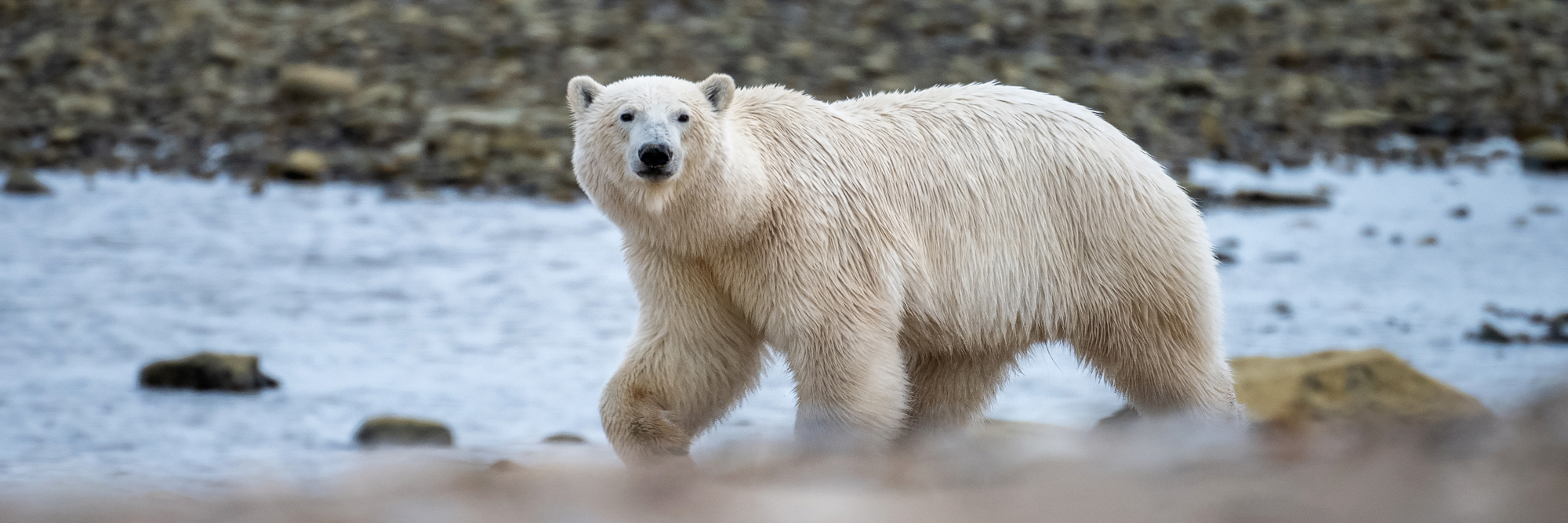 Kanada Fotoreise wird der Ort Churchill zum Mekka der Eisbären Fotografen - Rolf Gemperle Naturfotografie