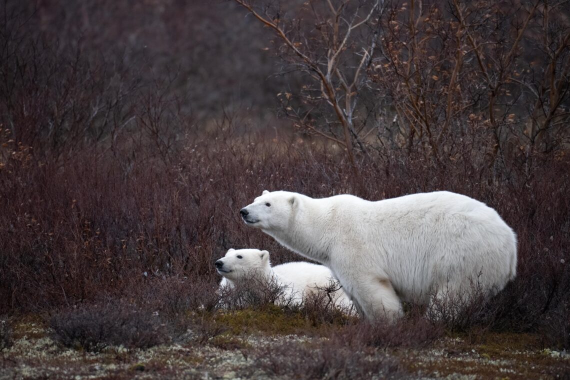 Kanada Fotoreise wird der Ort Churchill zum Mekka der Eisbären Fotografen - Rolf Gemperle Naturfotografie