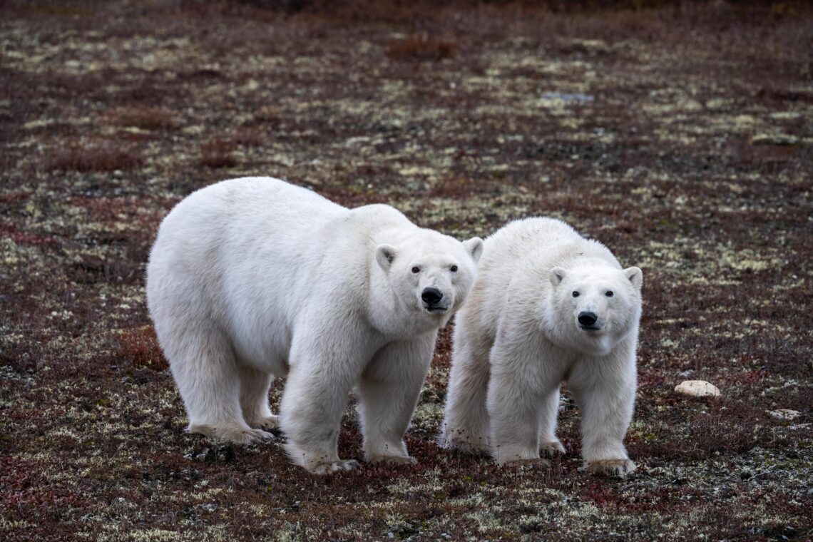 Kanada Fotoreise wird der Ort Churchill zum Mekka der Eisbären Fotografen - Rolf Gemperle Naturfotografie