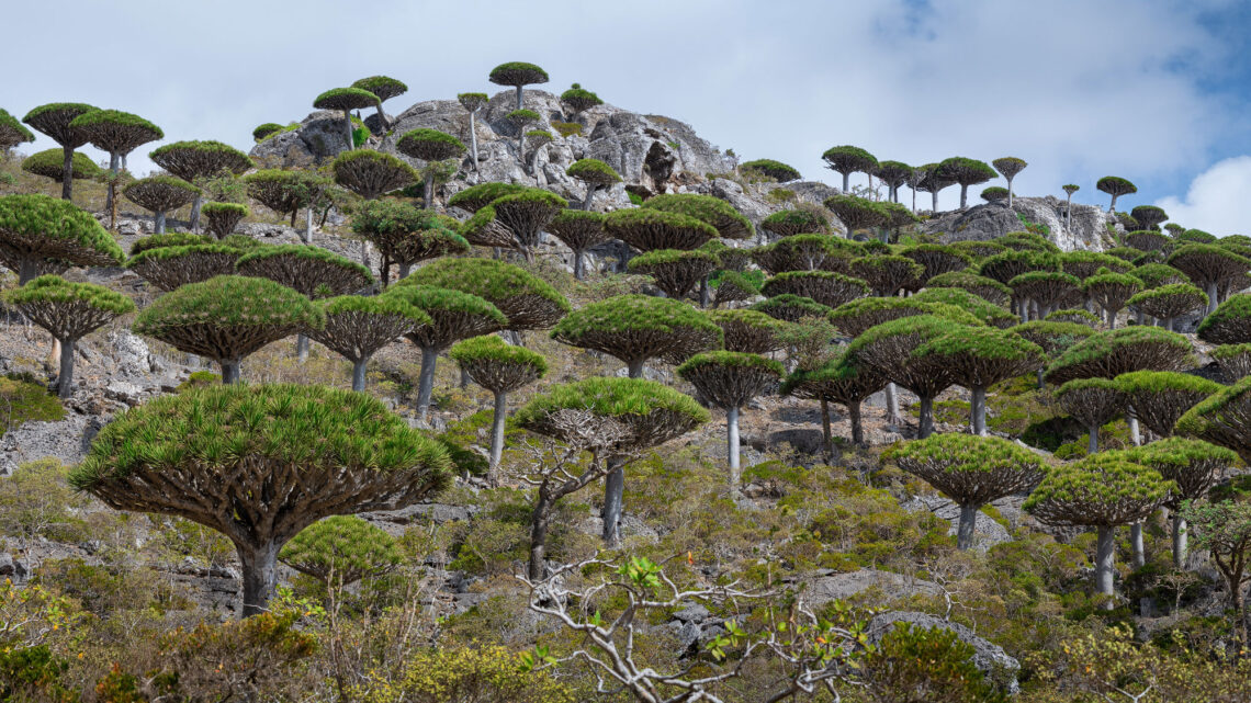 Socotra Fotoreise Drachenblutbaums mit seinen perfekt geformten, schirmartigen Kronen - Rolf Gemperle Naturfotografie