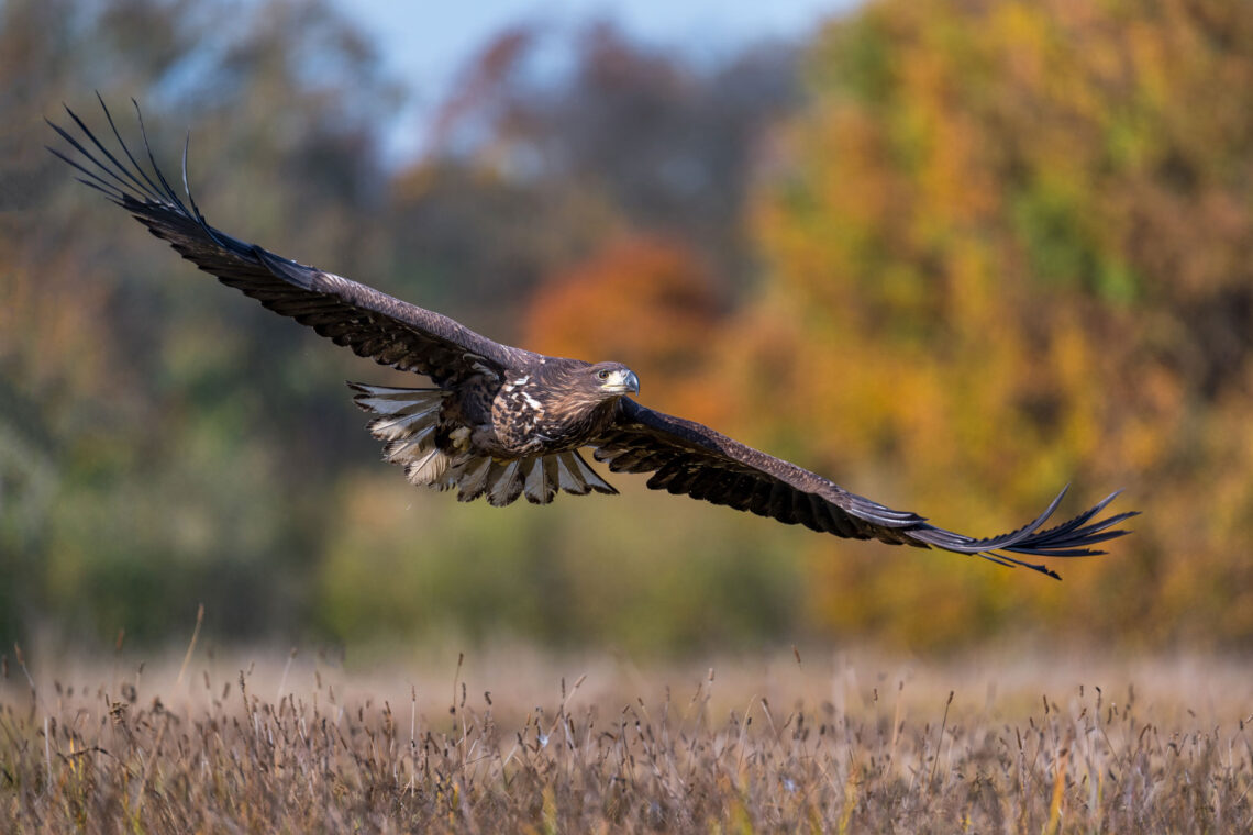 Fotografie Reise Seeadler Polen. Eleganten Anflugmanövern