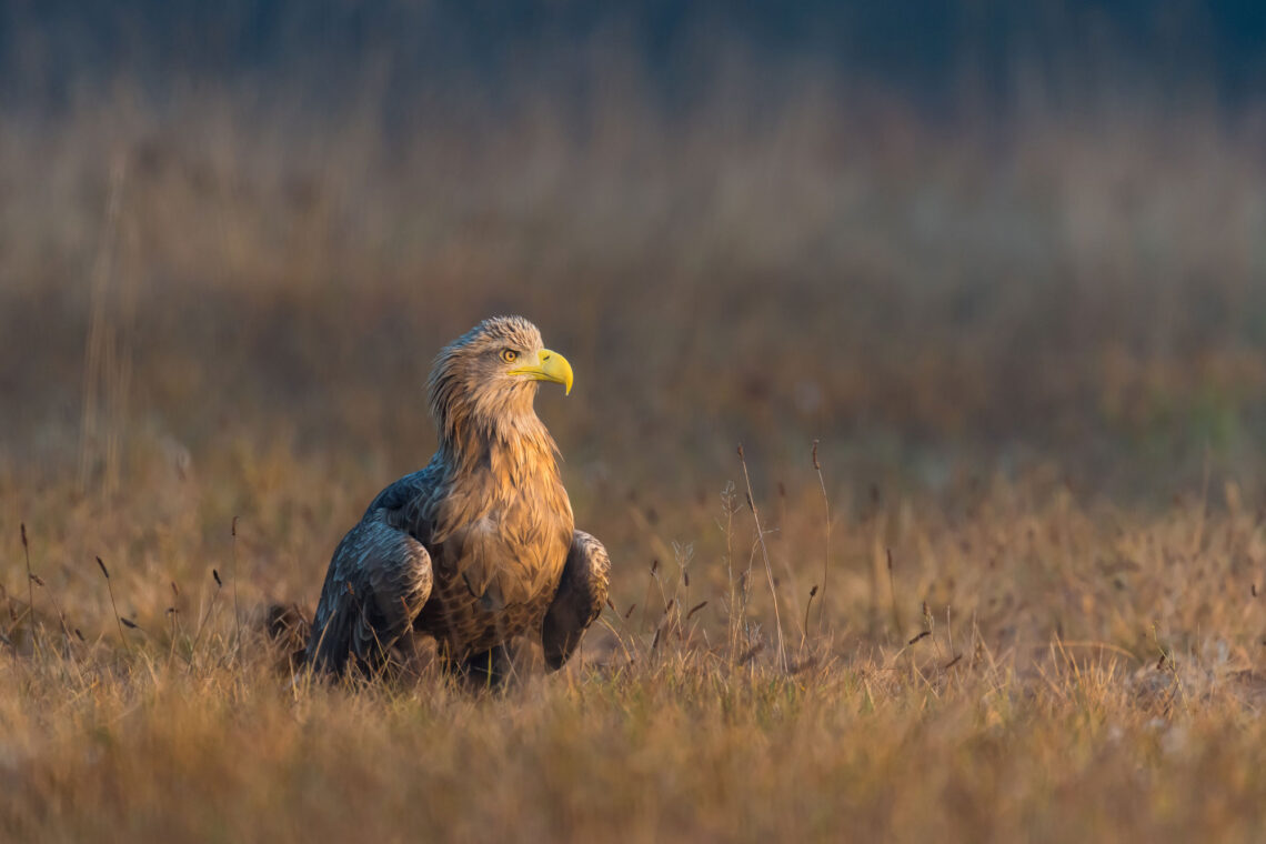 König der Lüfte Fotoreise. Werden wir in Ansitzhütten auf die Ankunft der Seeadler warten