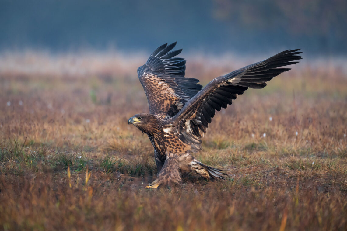 König der Lüfte Fotoreise. Werden wir in Ansitzhütten auf die Ankunft der Seeadler warten