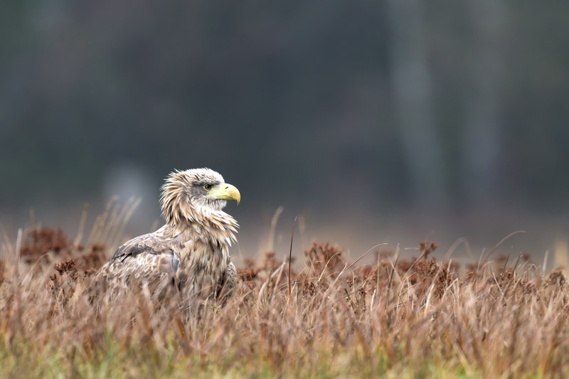 König der Lüfte Fotoreise. Werden wir in Ansitzhütten auf die Ankunft der Seeadler warten