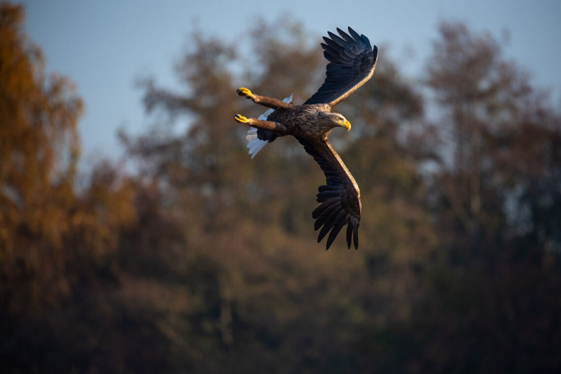 Fotografie Reise Seeadler Polen. Eleganten Anflugmanövern