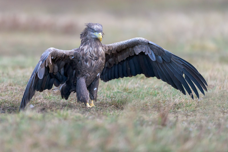 König der Lüfte Fotoreise. Werden wir in Ansitzhütten auf die Ankunft der Seeadler warten