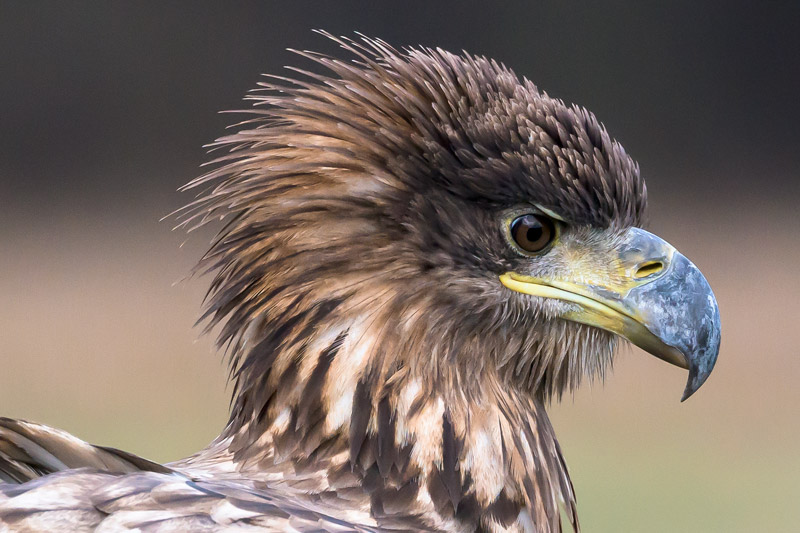 Fotografie Reise Seeadler Polen. Auf den Bäumen rund um die Lichtung sind die ersten Silhouetten der stolzen Vögel zu erkennen