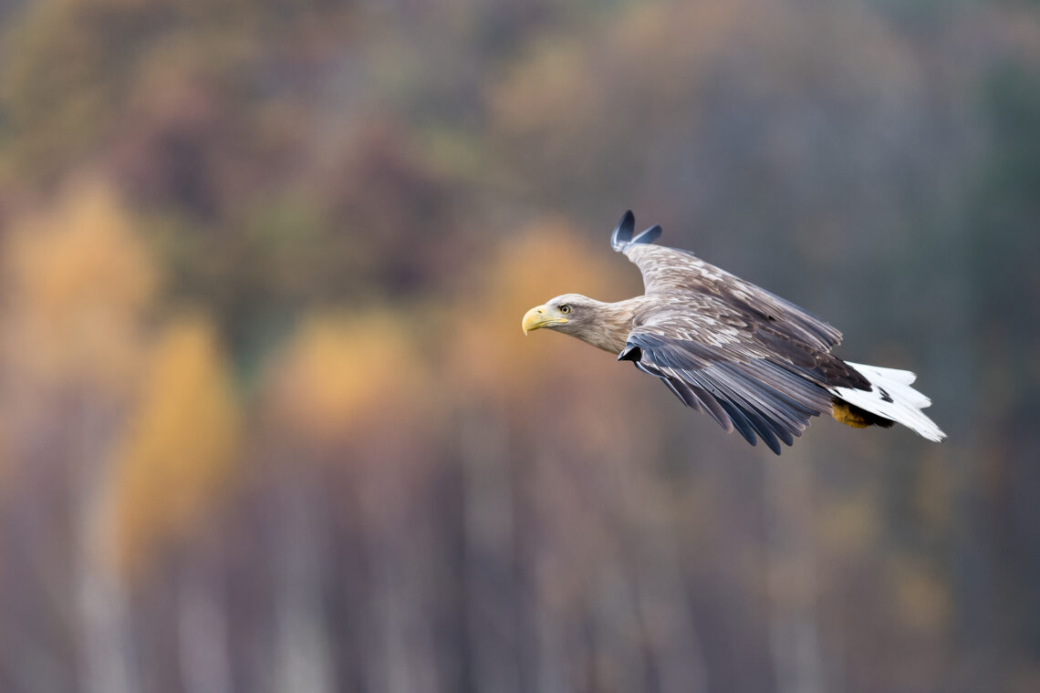 König der Lüfte Fotoreise. Ich zeige Ihnen worauf es ankommt um ein gelungenes Adlerbild zu machen