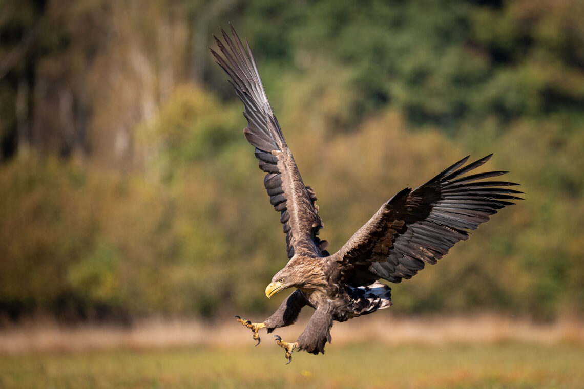 Fotografie Reise Seeadler Polen. Eleganten Anflugmanövern