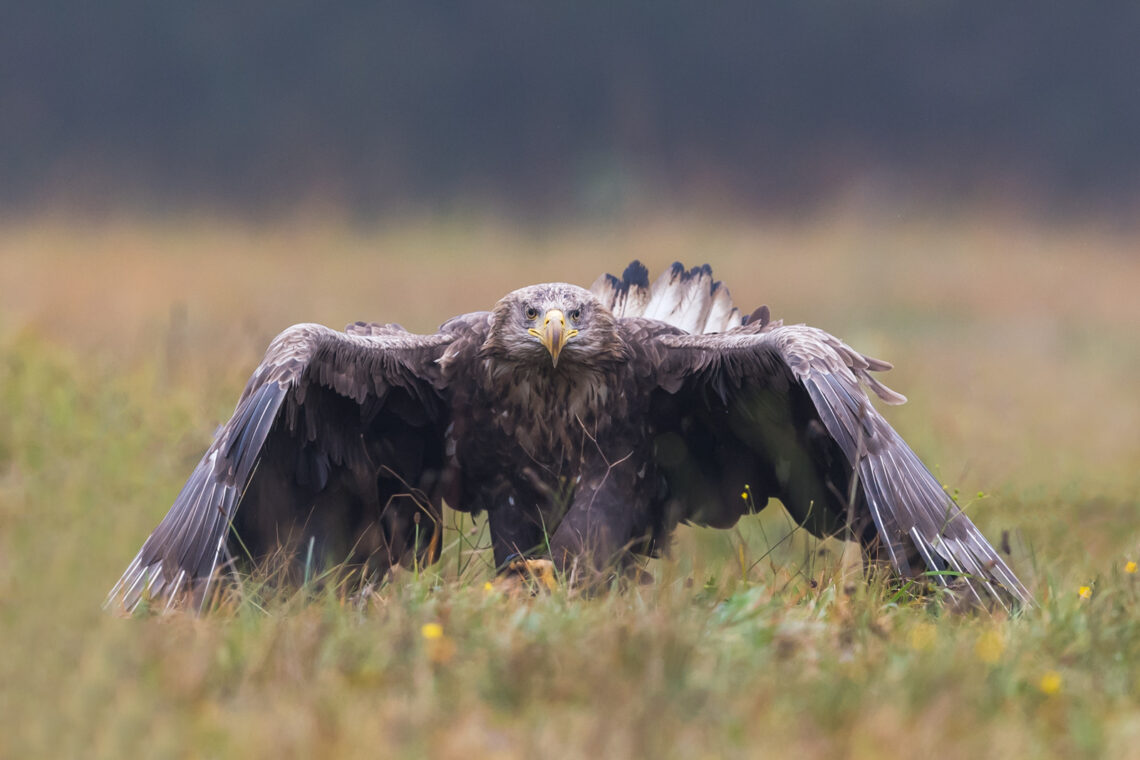 Fotografie Reise Seeadler Polen. Geniessen Sie vier intensive Tage bei den „Königen der Lüfte“