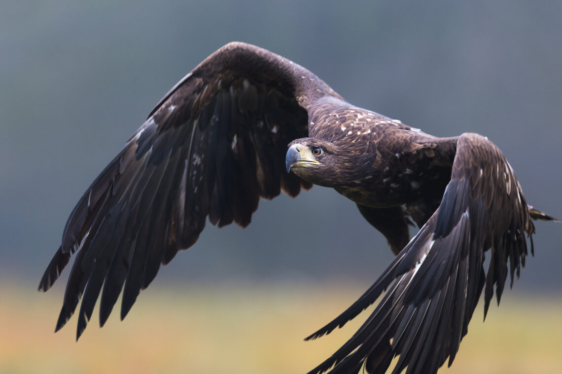 Fotografie Reise Seeadler Polen. Auf den Bäumen rund um die Lichtung sind die ersten Silhouetten der stolzen Vögel zu erkennen