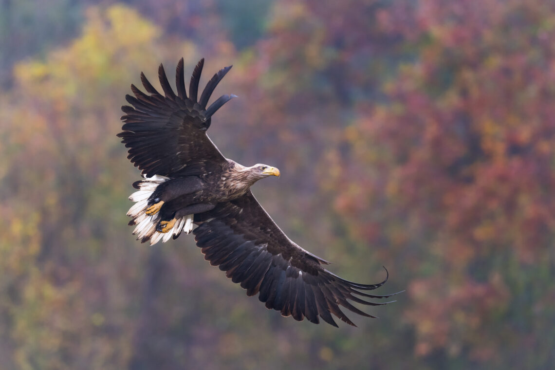 Fotografie Reise Seeadler Polen. Eleganten Anflugmanövern