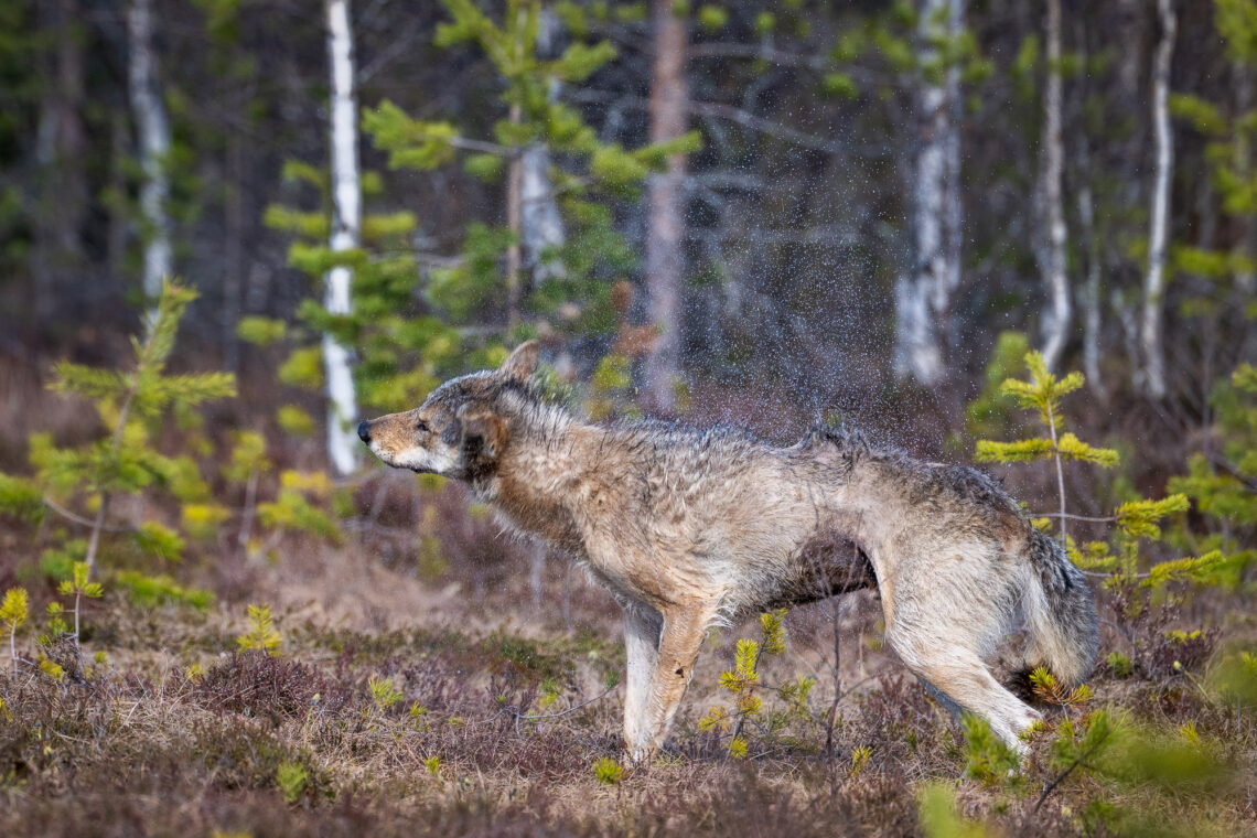 Southeast Finland is considered the Mecca of wolf photography in Europe