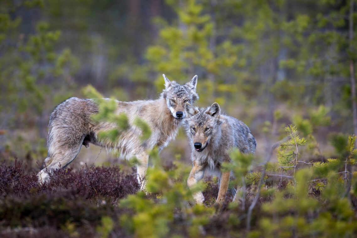 Southeast Finland is considered the Mecca of wolf photography in Europe