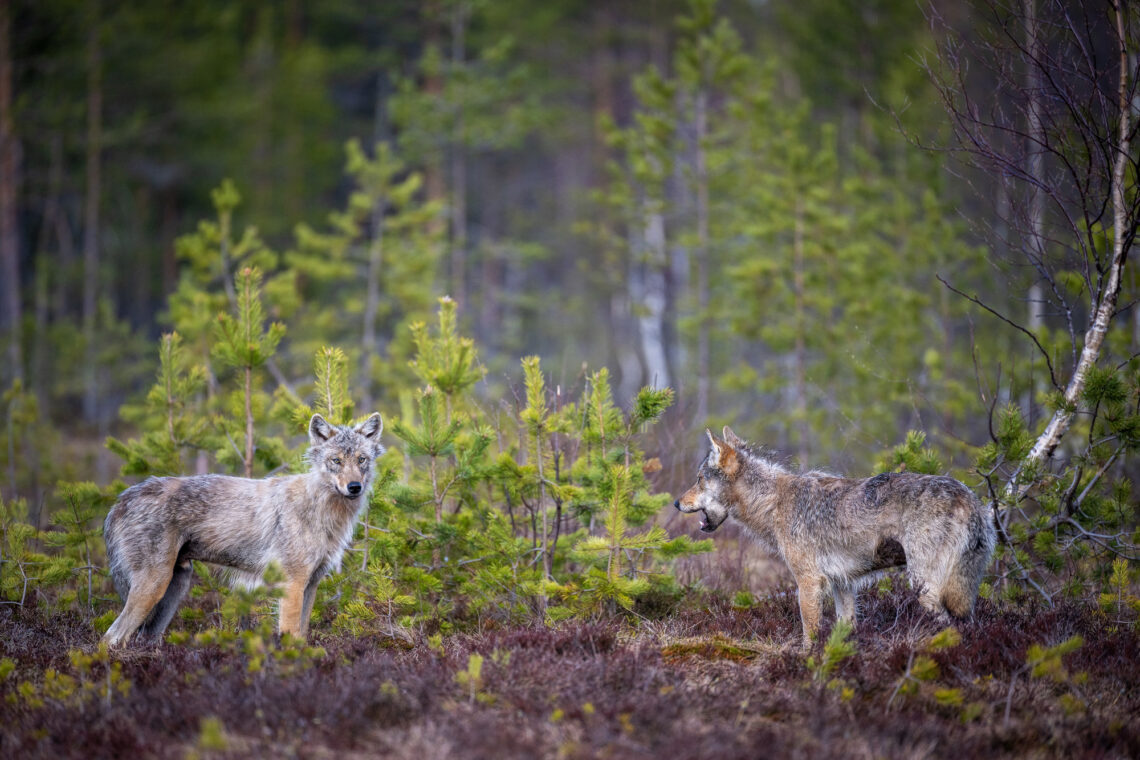 Fotografie Reise Finnland Wölfe im Mai 2023. Südost-Finnland gilt als das Mekka der Wolf-Fotografie in Europa.