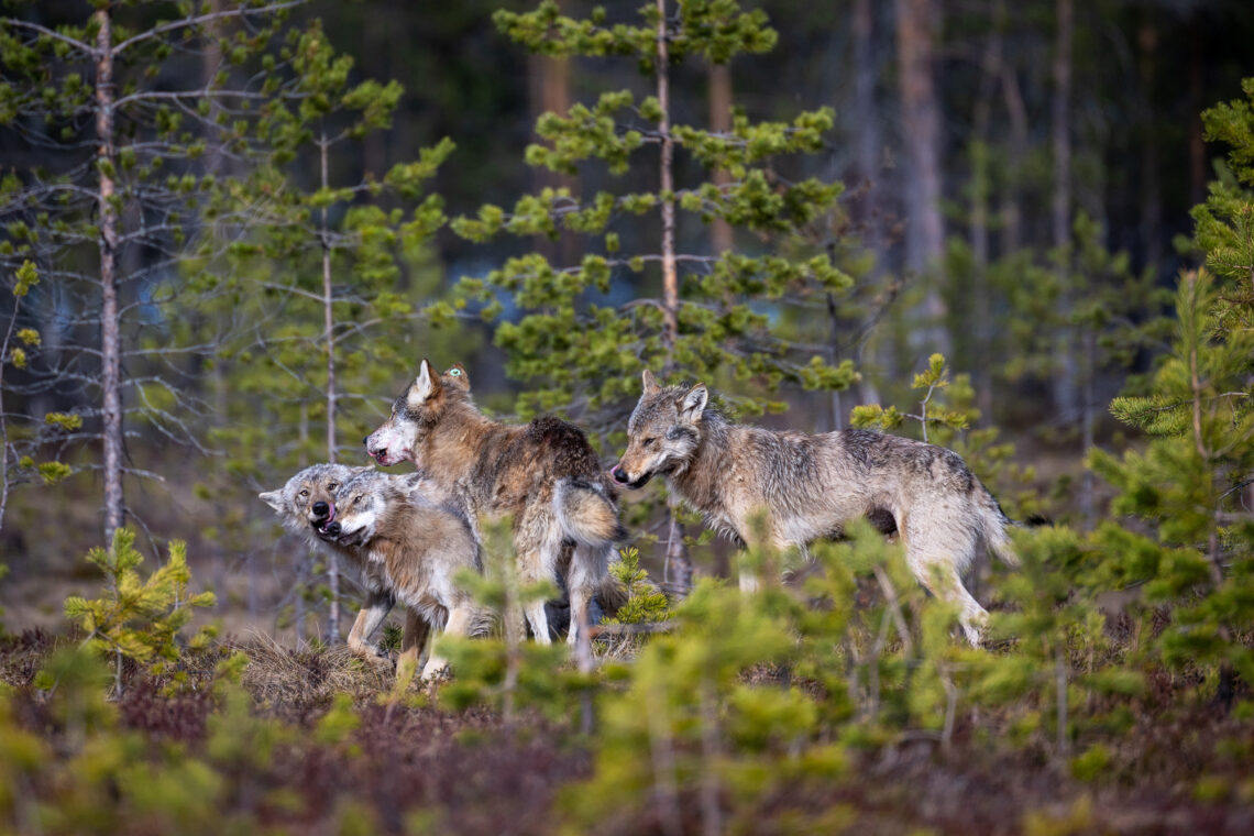 Die Fotoreise nach Kuhmo bietet Tier-Fotografen die Bären