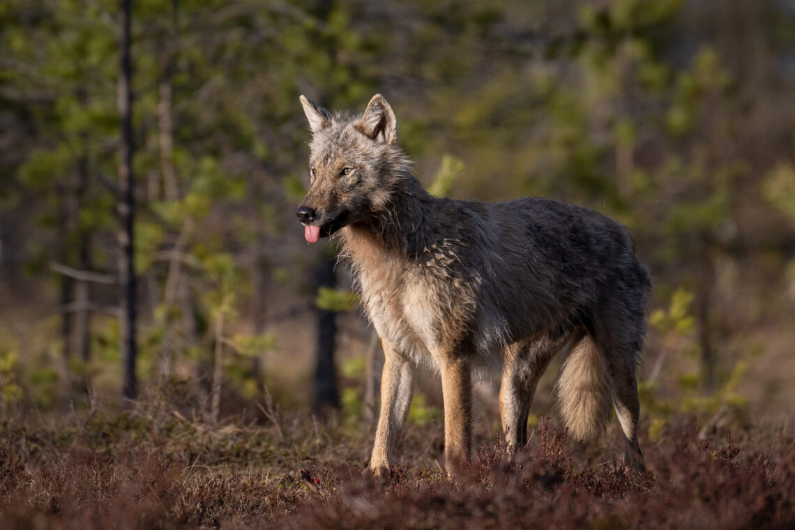 Southeast Finland is considered the Mecca of wolf photography in Europe