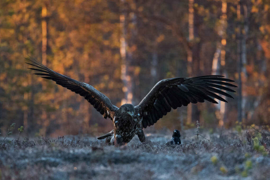 Die Fotoreise nach Kuhmo bietet Tier-Fotografen die Adler