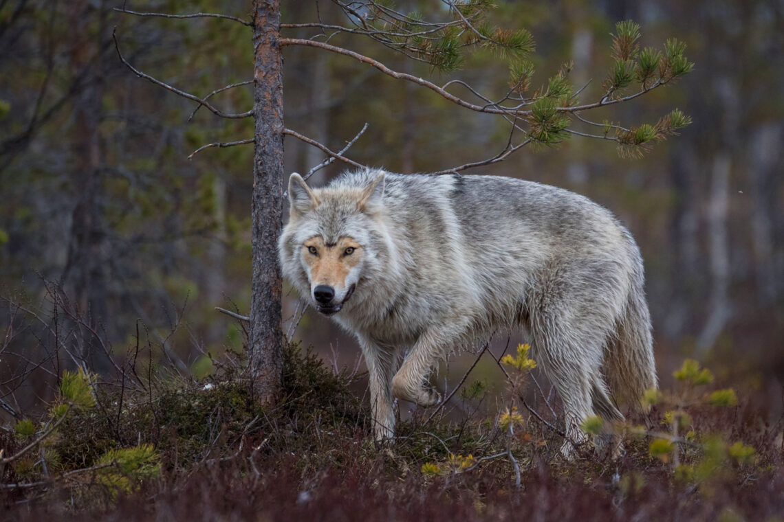 Southeast Finland is considered the Mecca of wolf photography in Europe