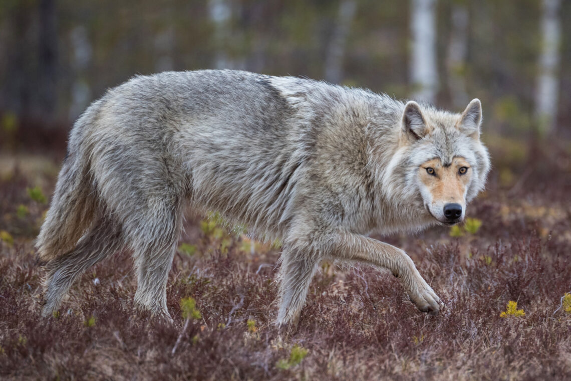 Die Fotoreise nach Kuhmo bietet Tier-Fotografen die Möglichkeit Wölfe