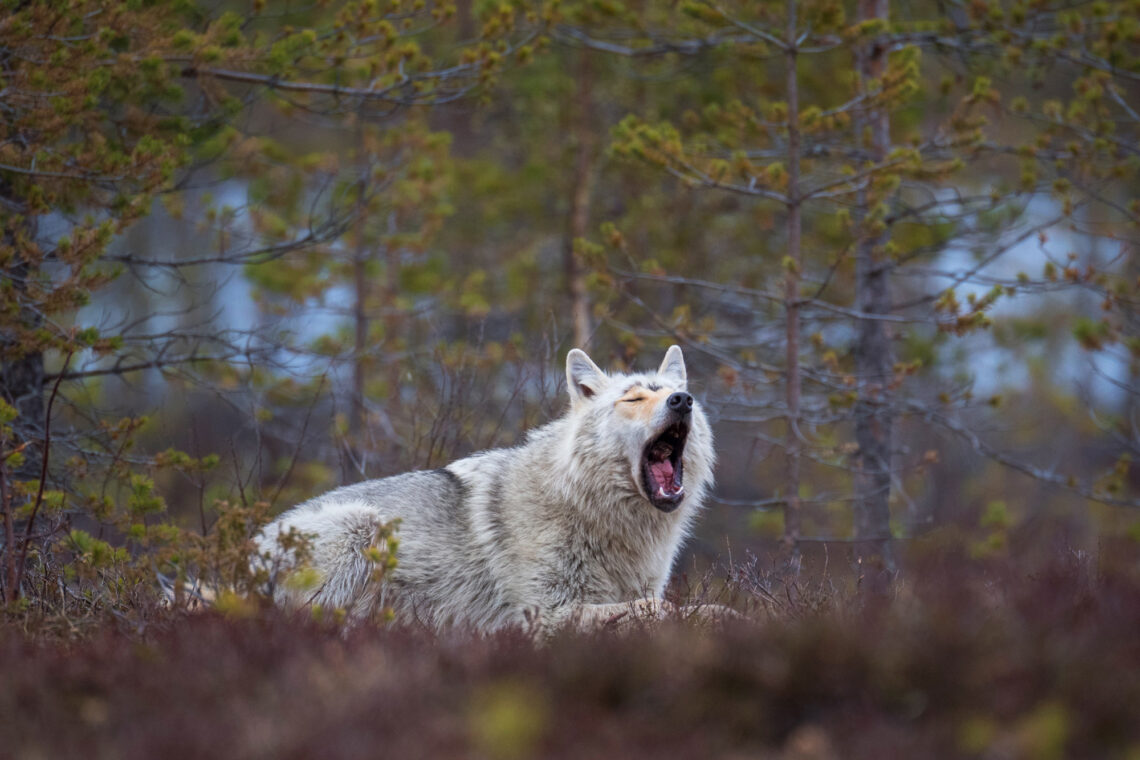 Die Fotoreise nach Kuhmo bietet Tier-Fotografen die Möglichkeit Wölfe