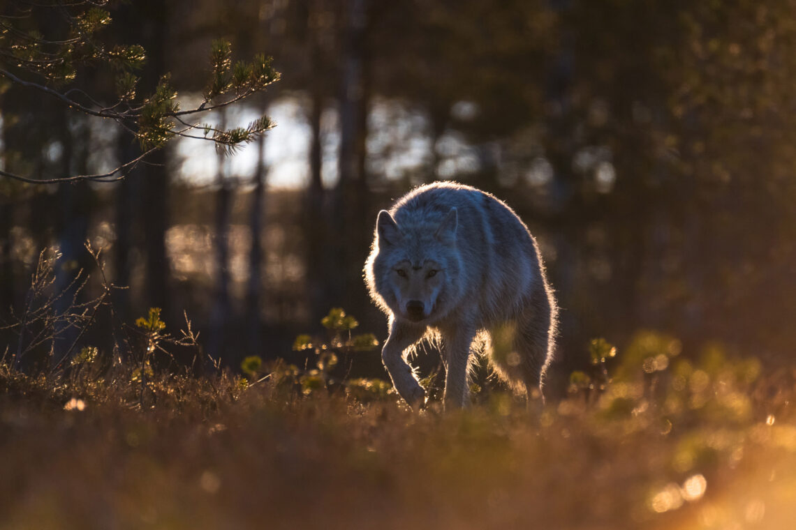 Southeast Finland is considered the Mecca of wolf photography in Europe