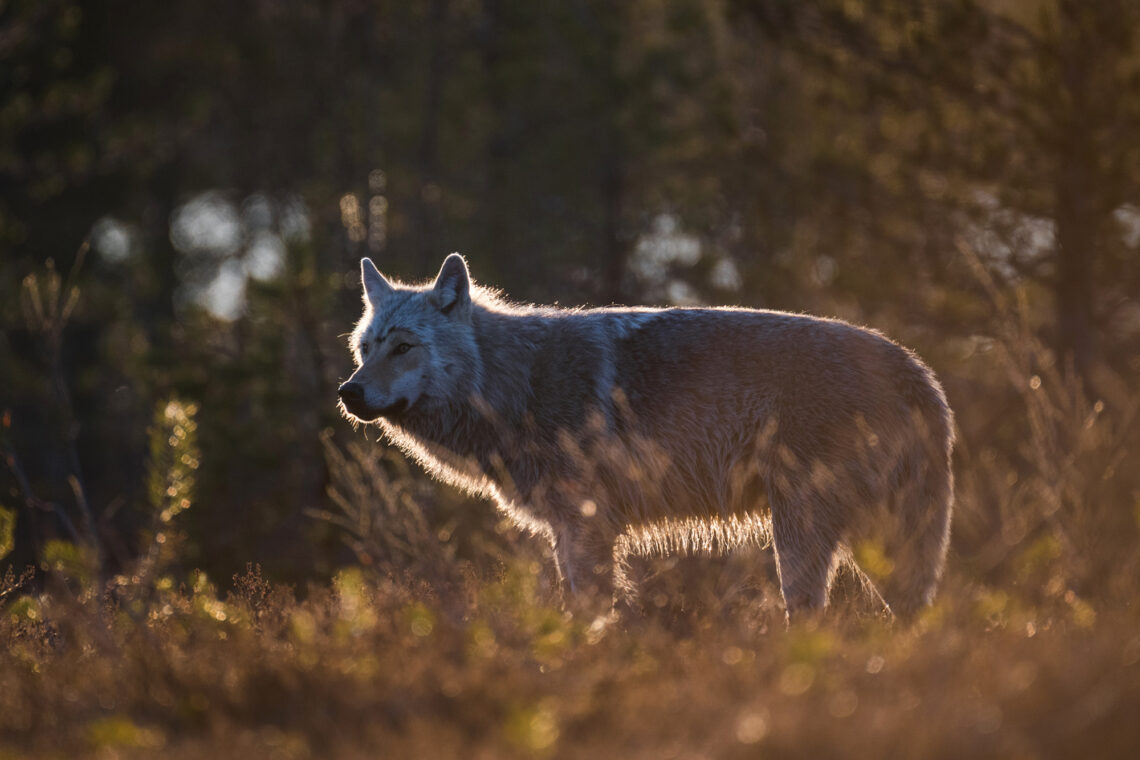 Die Fotoreise nach Kuhmo bietet Tier-Fotografen die Möglichkeit Wölfe