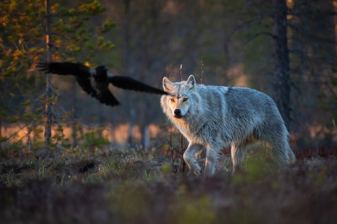 Fotografie Reise Finnland Wölfe im Mai 2023. Südost-Finnland gilt als das Mekka der Wolf-Fotografie in Europa.