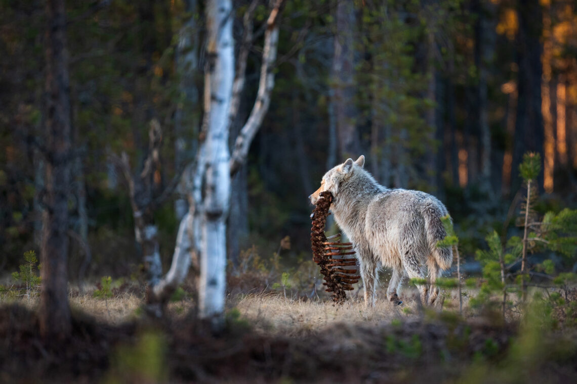 Southeast Finland is considered the Mecca of wolf photography in Europe