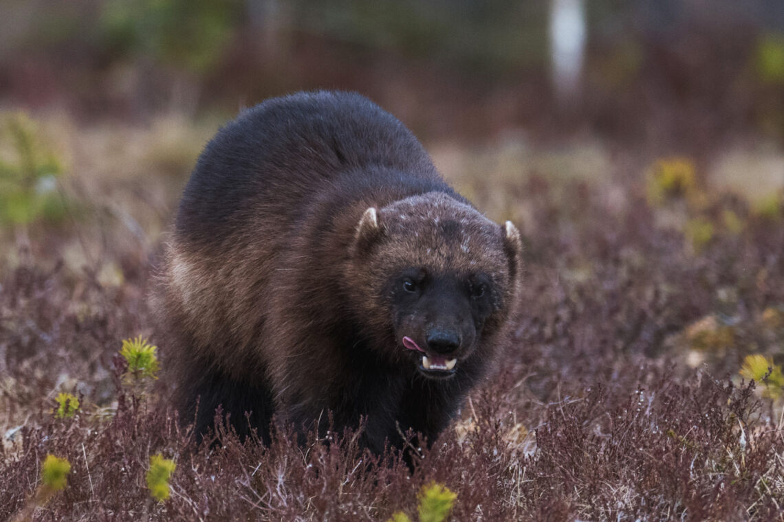Die Fotoreise nach Kuhmo bietet Tier-Fotografen die Bären
