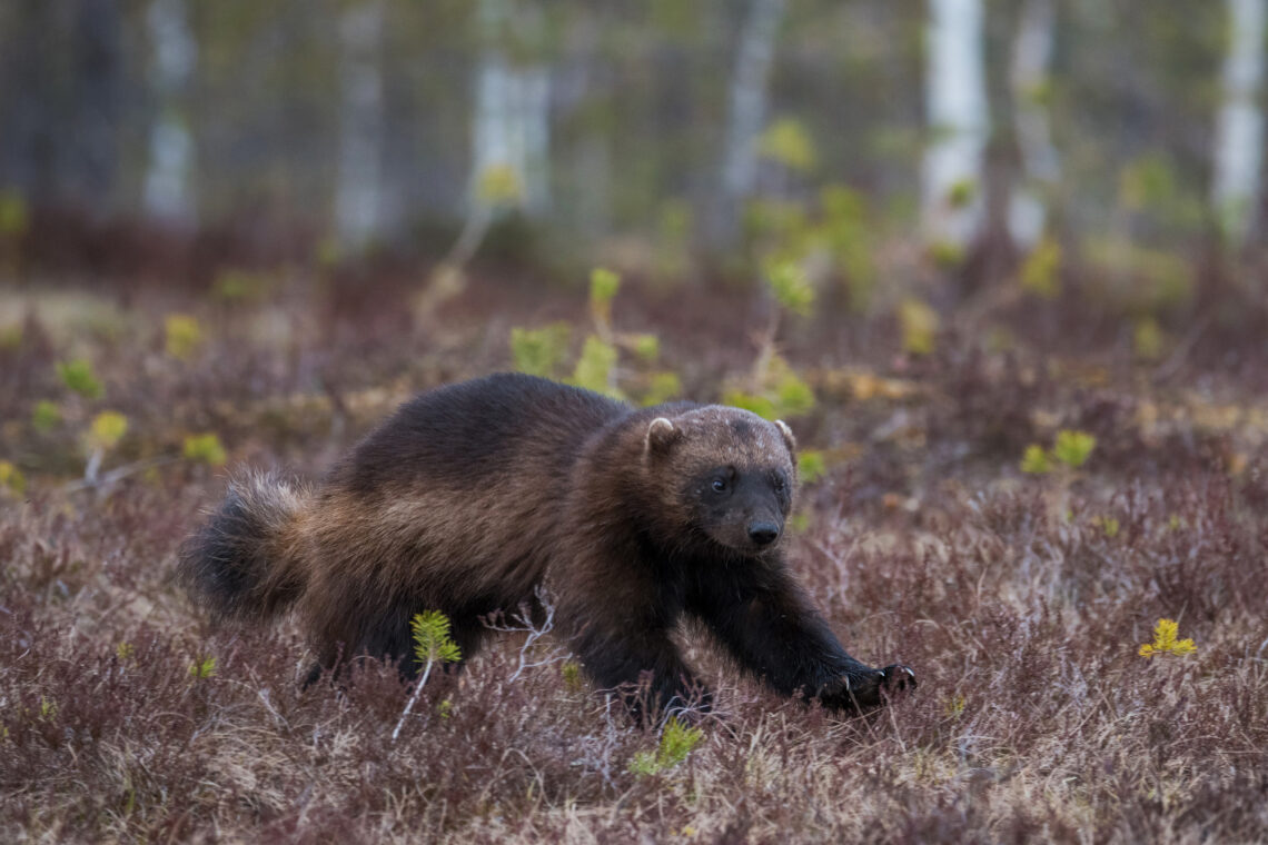 Die Fotoreise nach Kuhmo bietet Tier-Fotografen die Bären