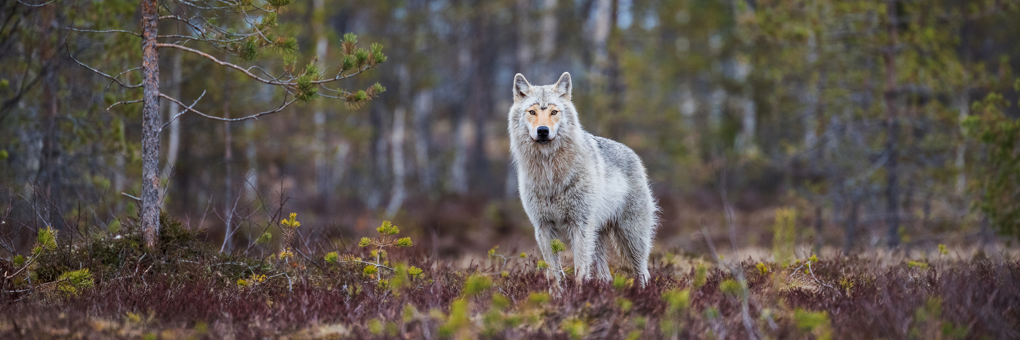 Die Fotoreise nach Kuhmo bietet Tier-Fotografen die Möglichkeit Wölfe, Vielfrasse, Bären, Adler und eventuell sogar Luchse