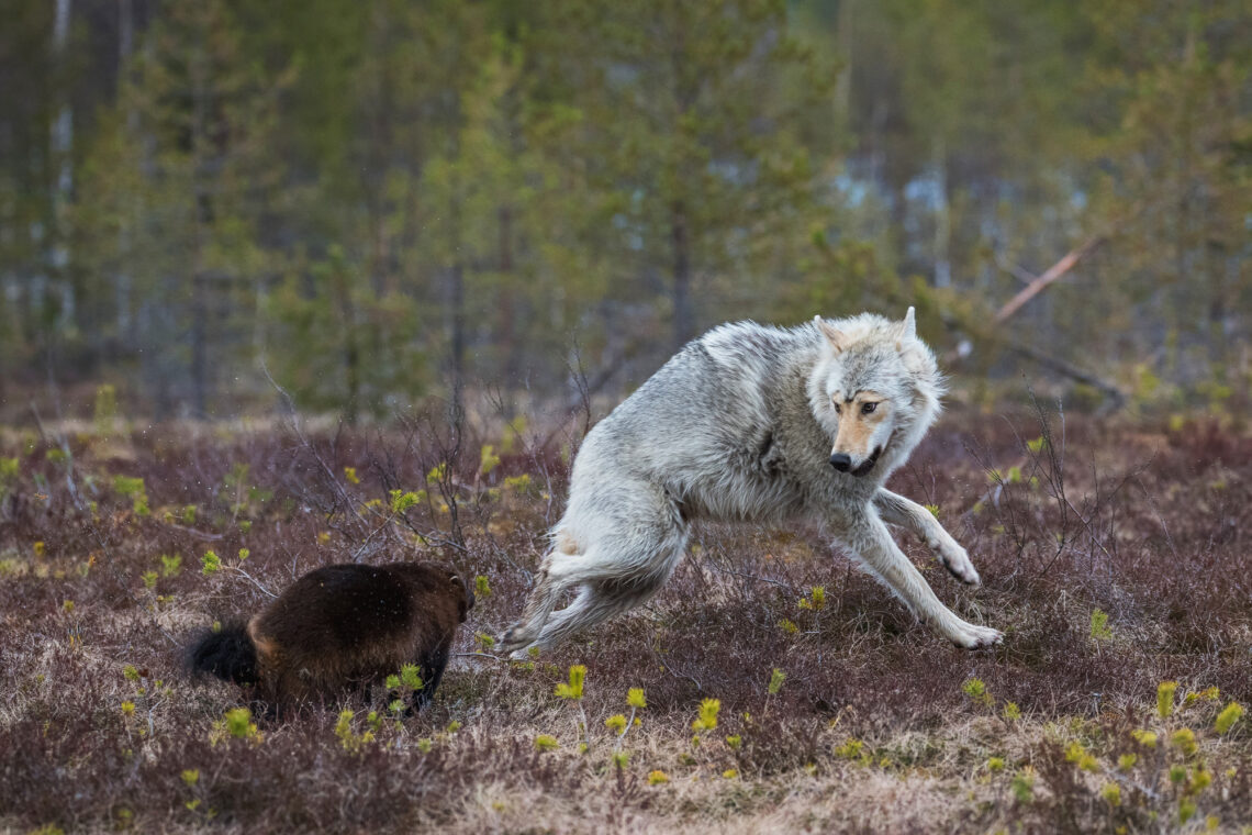 Die Fotoreise nach Kuhmo bietet Tier-Fotografen die Möglichkeit Wölfe