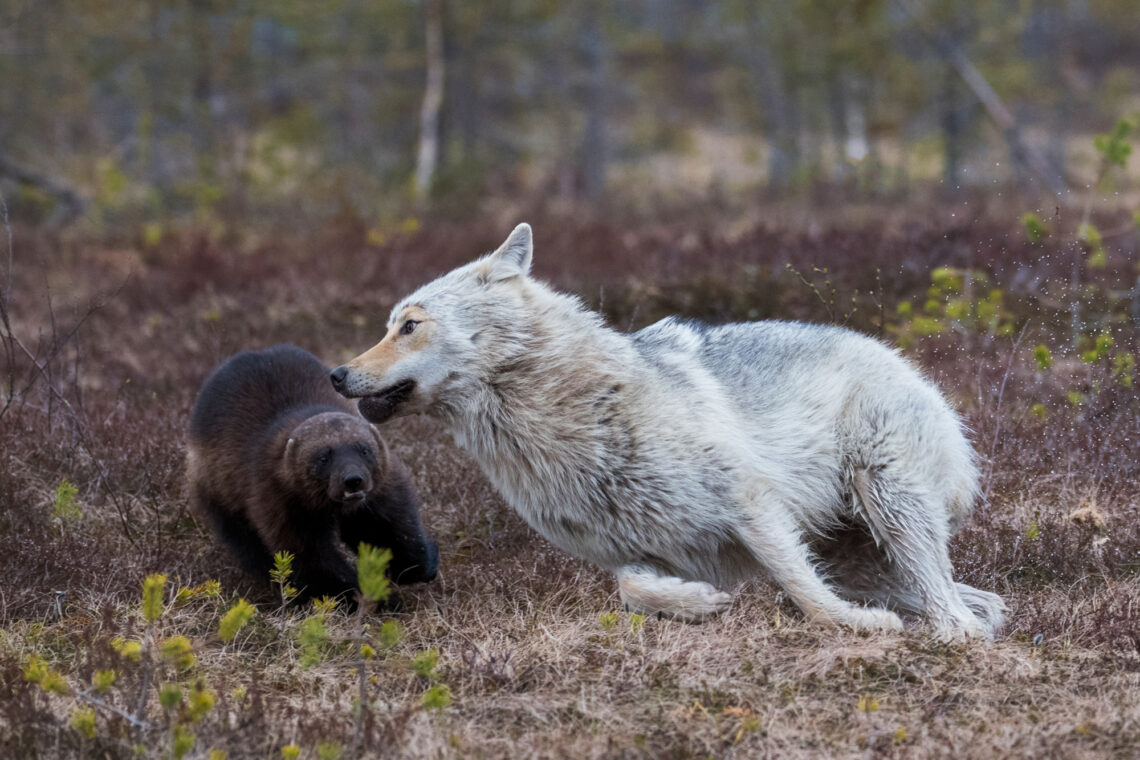 Die Fotoreise nach Kuhmo bietet Tier-Fotografen die Bären